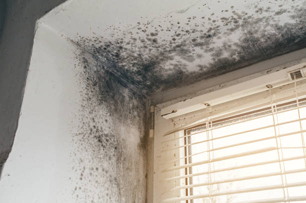 Affordable Commercial Mold Remediation solutions in Jacksonville, IL